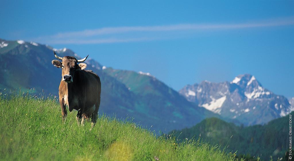 Hornblick Fewo- Ab Mai Freie Fahrt Mit Bergbahnen Oberstdorf Esterno foto